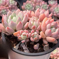 a person holding a potted plant in their hand