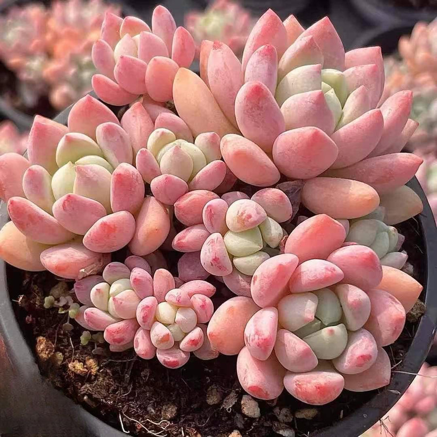 a close up of a potted plant in a person's hand