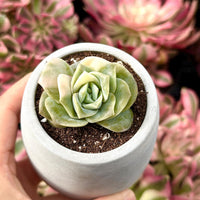 Rare Succulents - Echeveria Lovely Rose Variegata