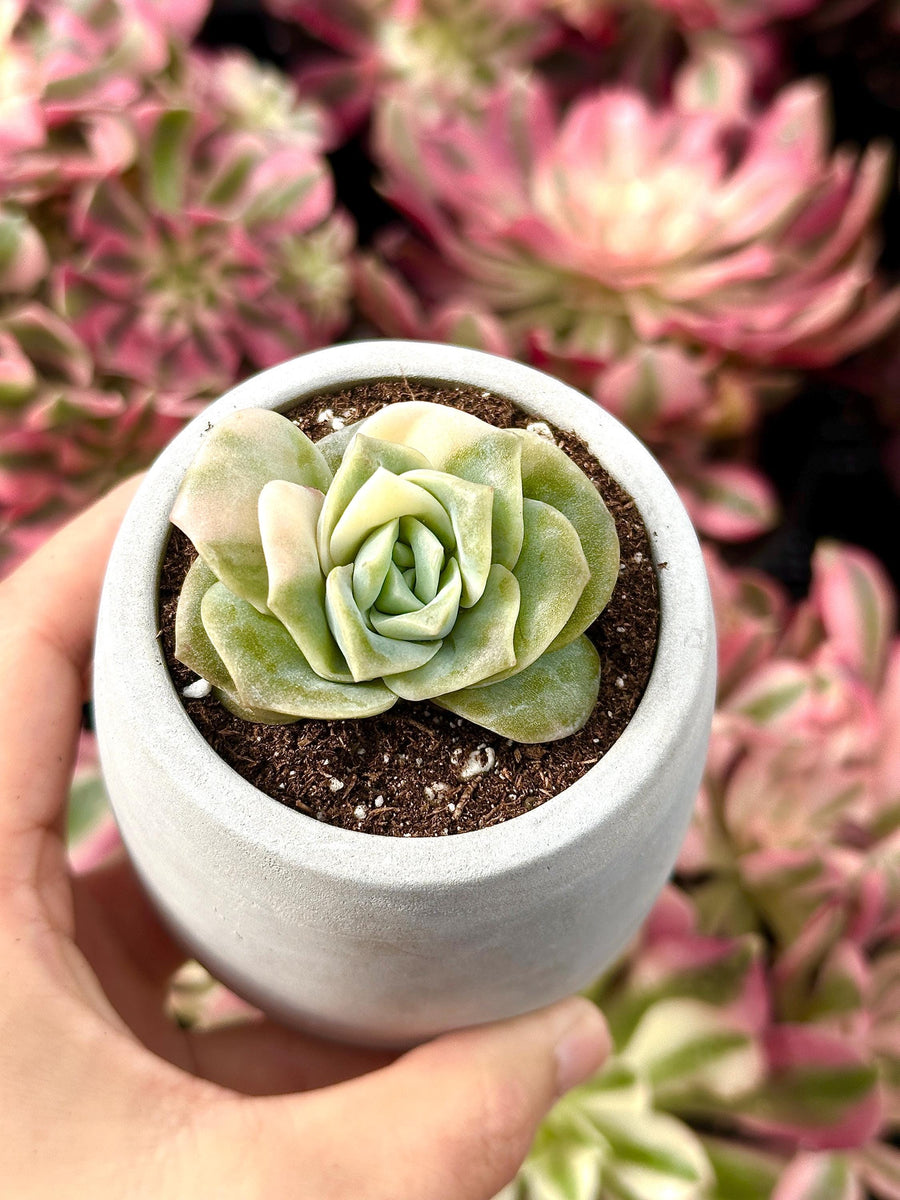 Rare Succulents - Echeveria Lovely Rose Variegata