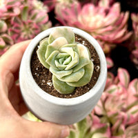 Rare Succulents - Echeveria Lovely Rose Variegata