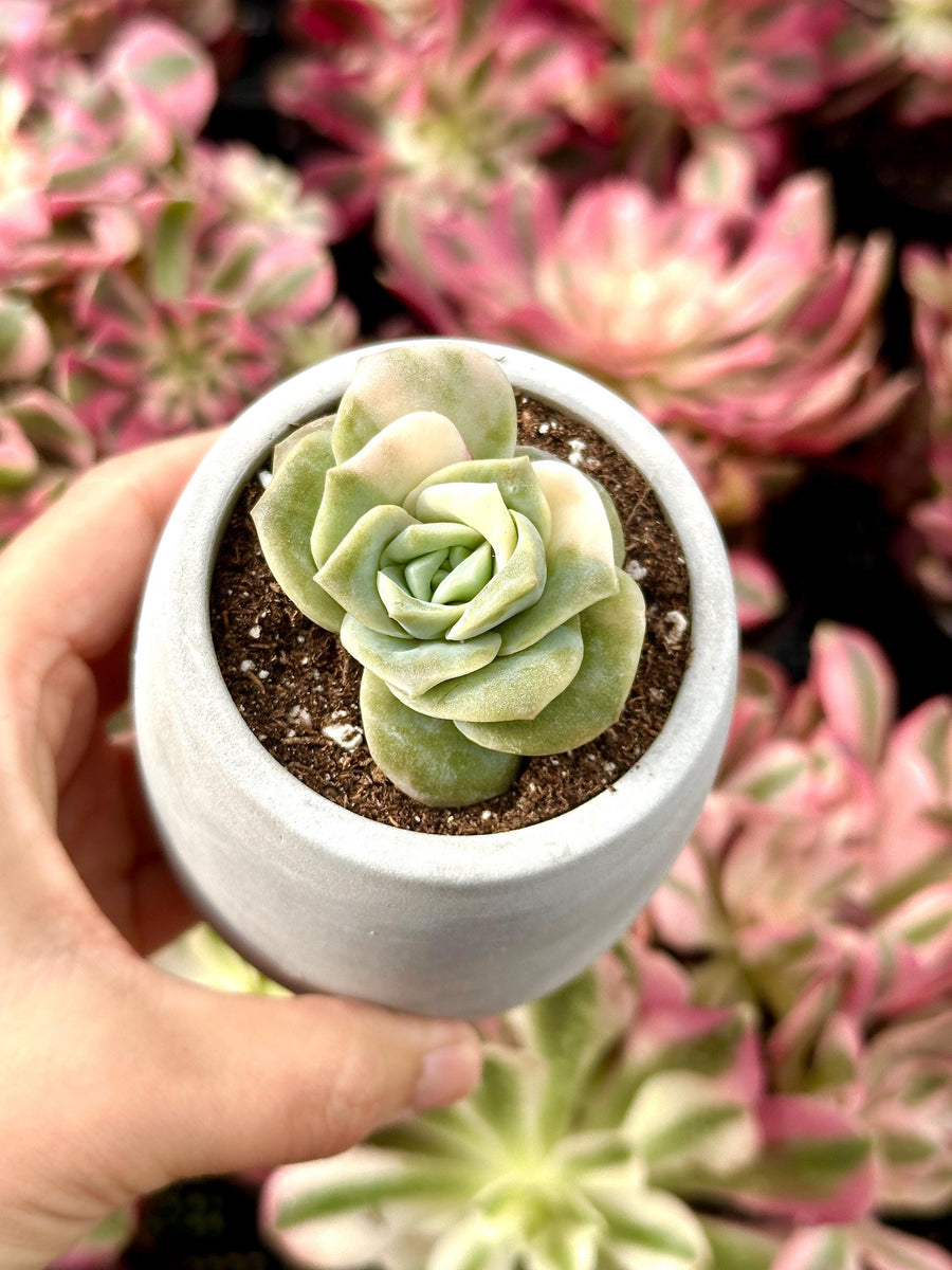 Rare Succulents - Echeveria Lovely Rose Variegata