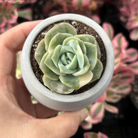 Rare Succulents - Echeveria Lovely Rose Variegata