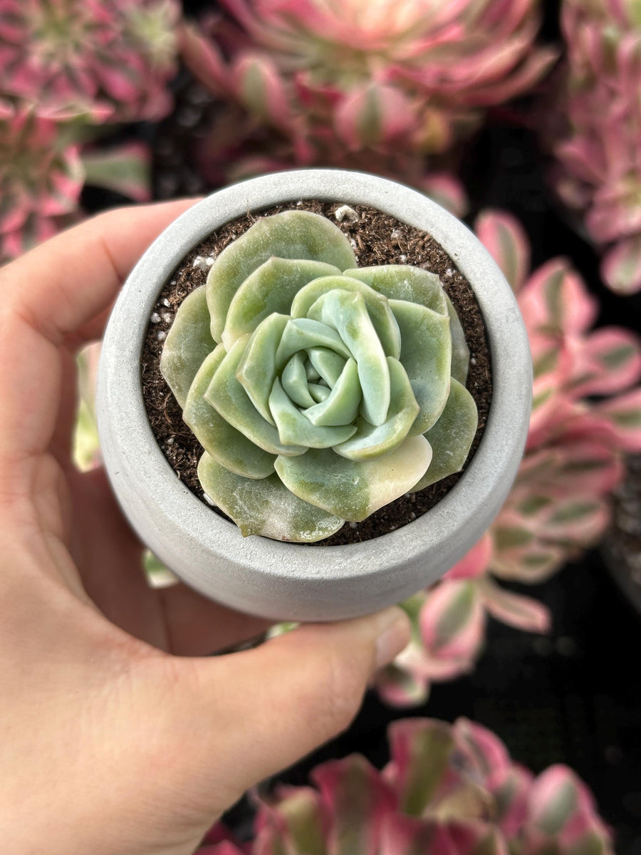 Rare Succulents - Echeveria Lovely Rose Variegata