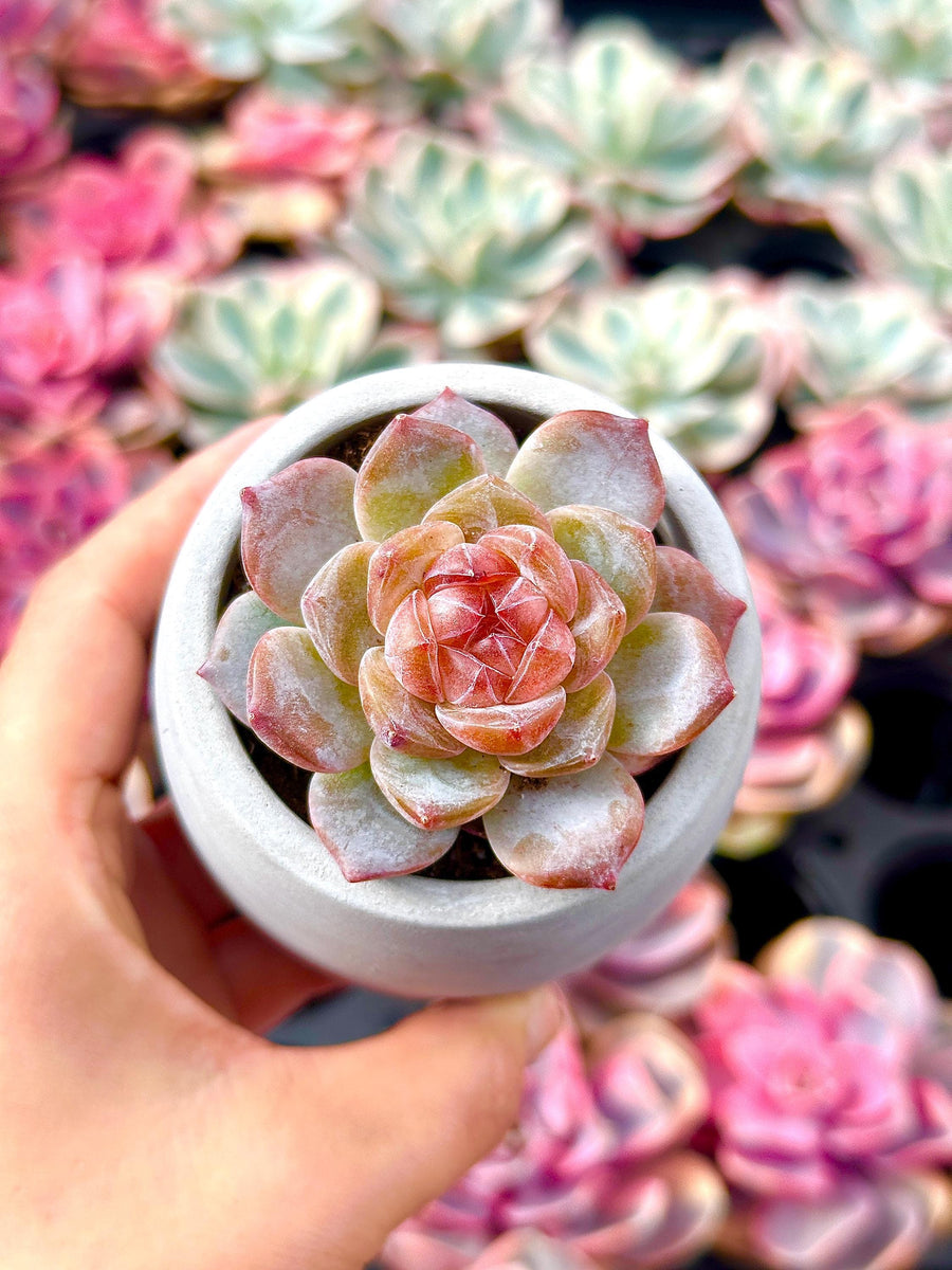 Rare Succulents - Echeveria Amber (1.5”-2”)