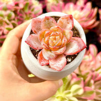 Rare Succulents - Echeveria Amber (1.5”-2”)