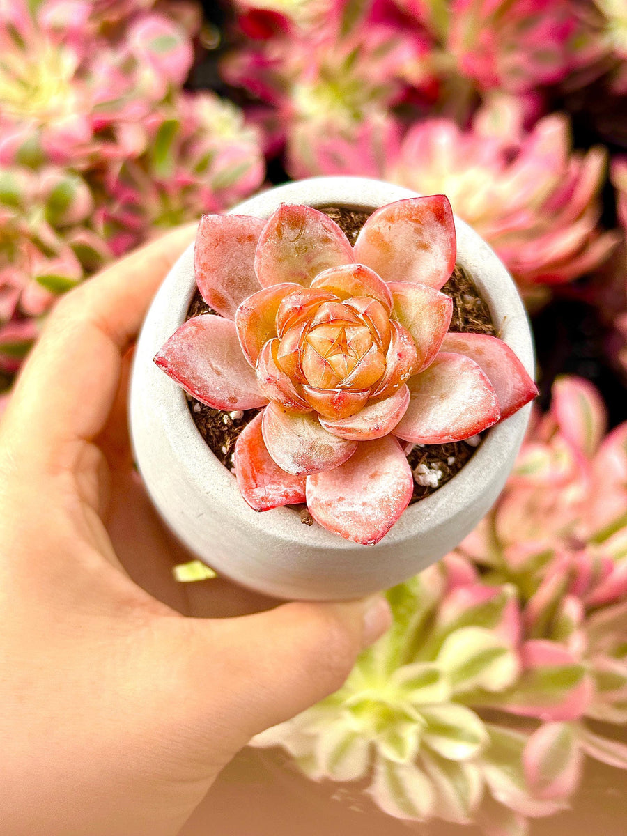 Rare Succulents - Echeveria Amber (1.5”-2”)