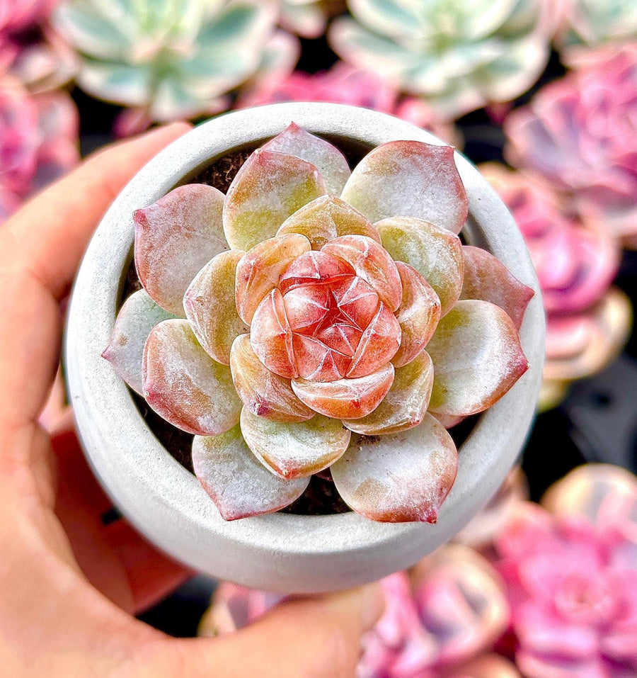 Rare Succulents - Echeveria Amber (1.5”-2”)