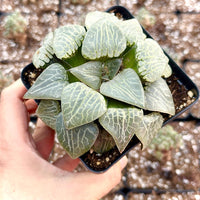 Rare Haworthia Comptoniana Crystal Round Leaves