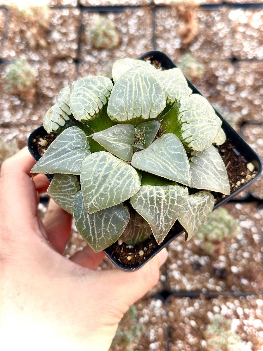 Rare Haworthia Comptoniana Crystal Round Leaves