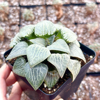 Rare Haworthia Comptoniana Crystal Round Leaves