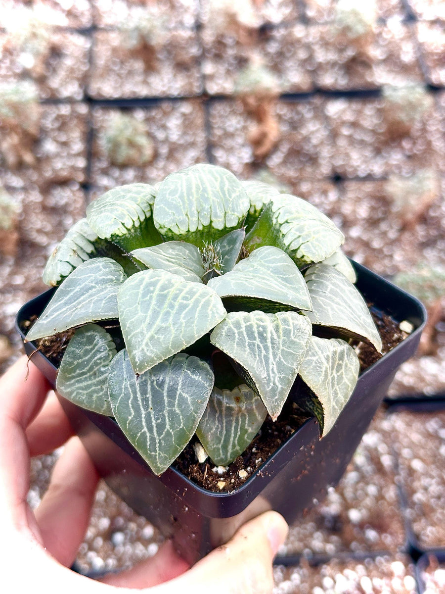 Rare Haworthia Comptoniana Crystal Round Leaves