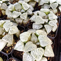 Rare Haworthia Comptoniana Crystal Round Leaves