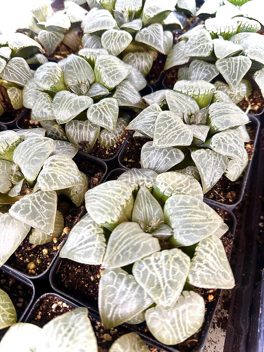 Rare Haworthia Comptoniana Crystal Round Leaves