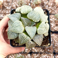 Rare Haworthia Comptoniana Crystal Round Leaves