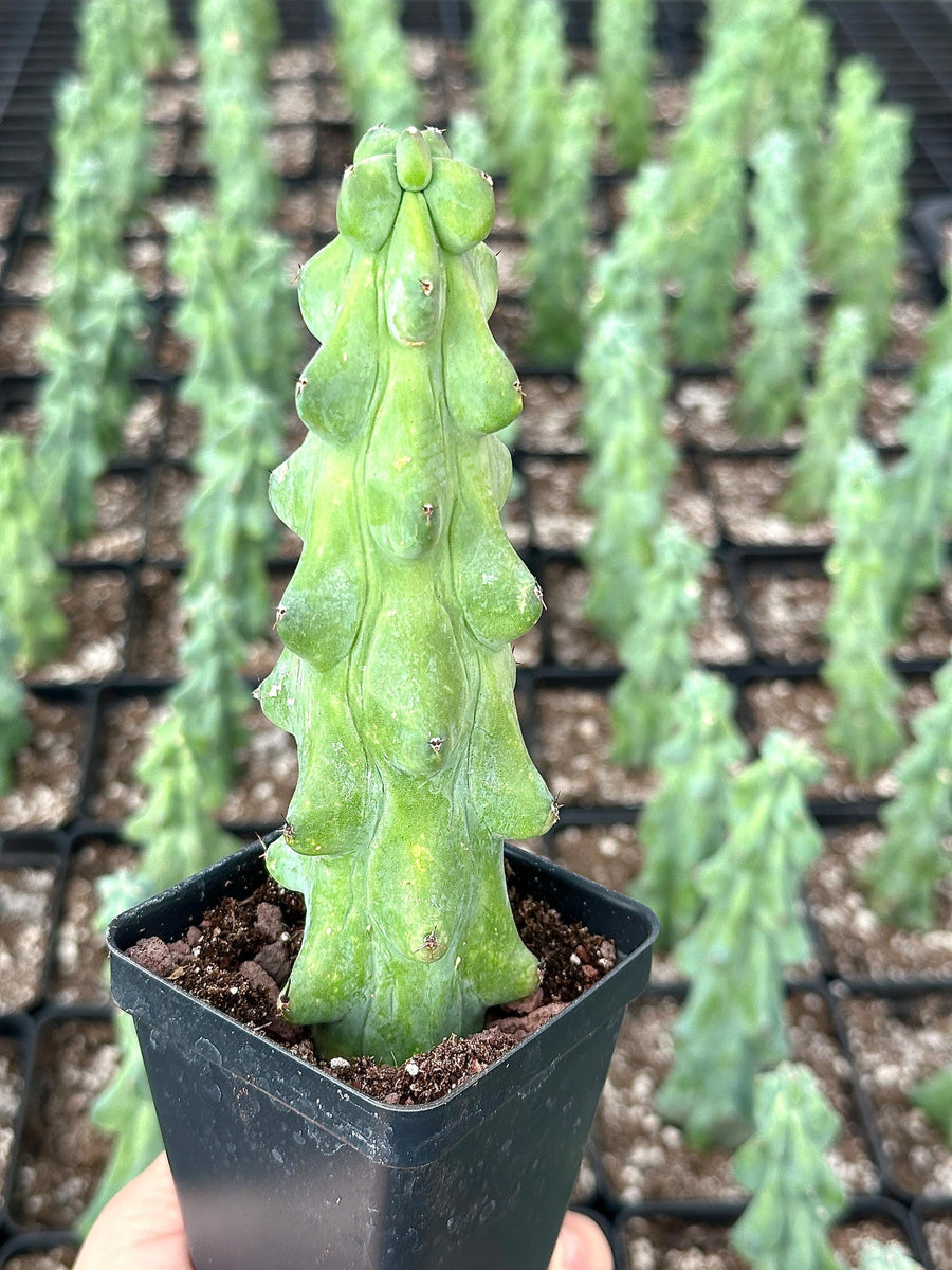 Rare Boobie Cactus, Mothers Day Gift, Myrtillocactus Geometrizans Fukurokuryuzinboku (4