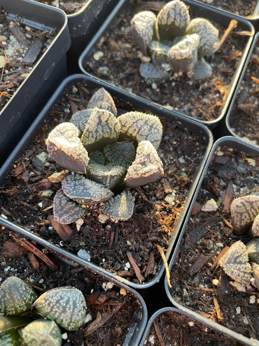 Rare Succulents - Haworthia Mordor (2.5")