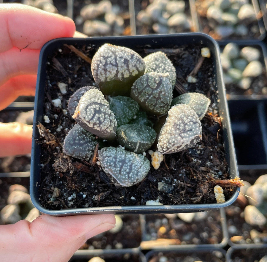 Rare Succulents - Haworthia Mordor (2.5")