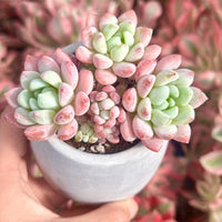 Echeveria Sakura, Succulent Plant Unique Home Decor Gift Low Maintenance Greenery