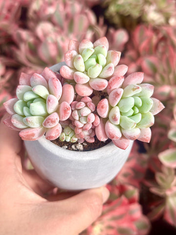 Echeveria Sakura, Succulent Plant Unique Home Decor Gift Low Maintenance Greenery