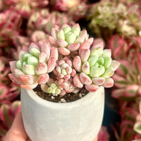 Echeveria Sakura, Succulent Plant Unique Home Decor Gift Low Maintenance Greenery