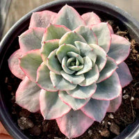 Echeveria Atlantis Variegated, Succulent Plant Unique Home Decor Gift Low Maintenance Greenery