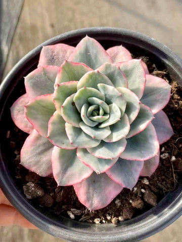 Echeveria Atlantis Variegated, Succulent Plant Unique Home Decor Gift Low Maintenance Greenery