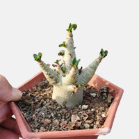 a person holding a small potted plant in their hand