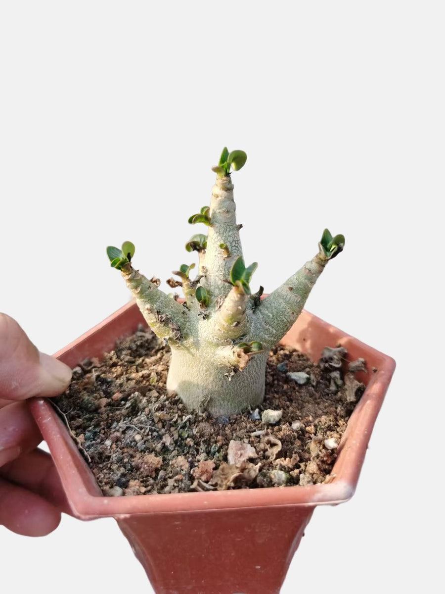 a person holding a small potted plant in their hand