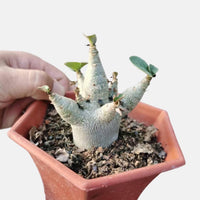 a person is holding a small potted plant