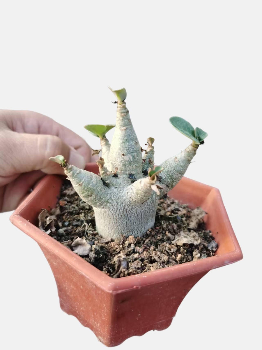 a person is holding a small potted plant