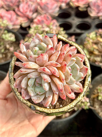 Rare Succulents - Echeveria Orange Morone Cluster