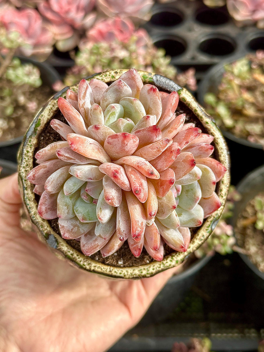 Rare Succulents - Echeveria Orange Morone Cluster