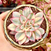 Rare Succulents - Echeveria Variegated Esther