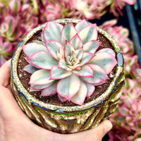 Rare Succulents - Echeveria Variegated Esther