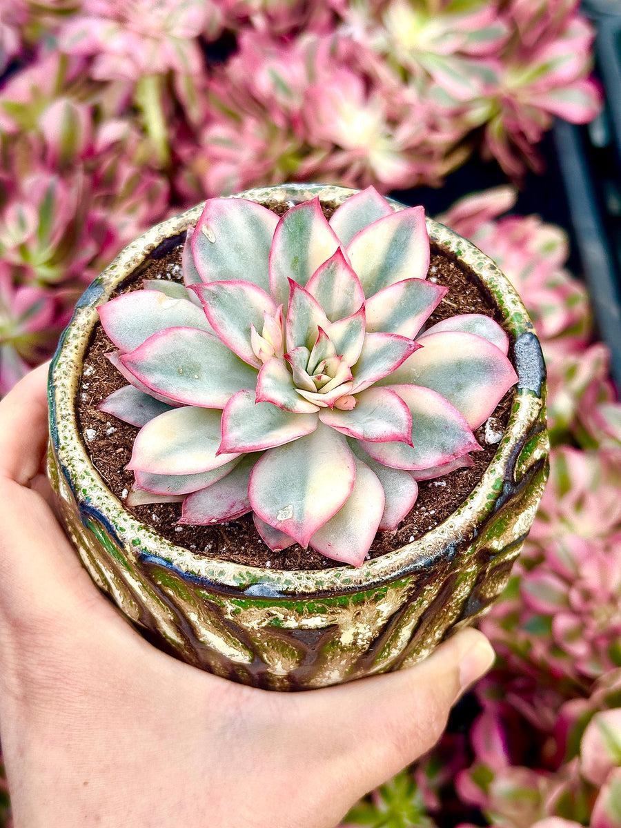 Rare Succulents - Echeveria Variegated Esther