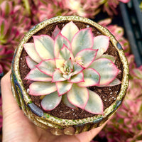 Rare Succulents - Echeveria Variegated Esther