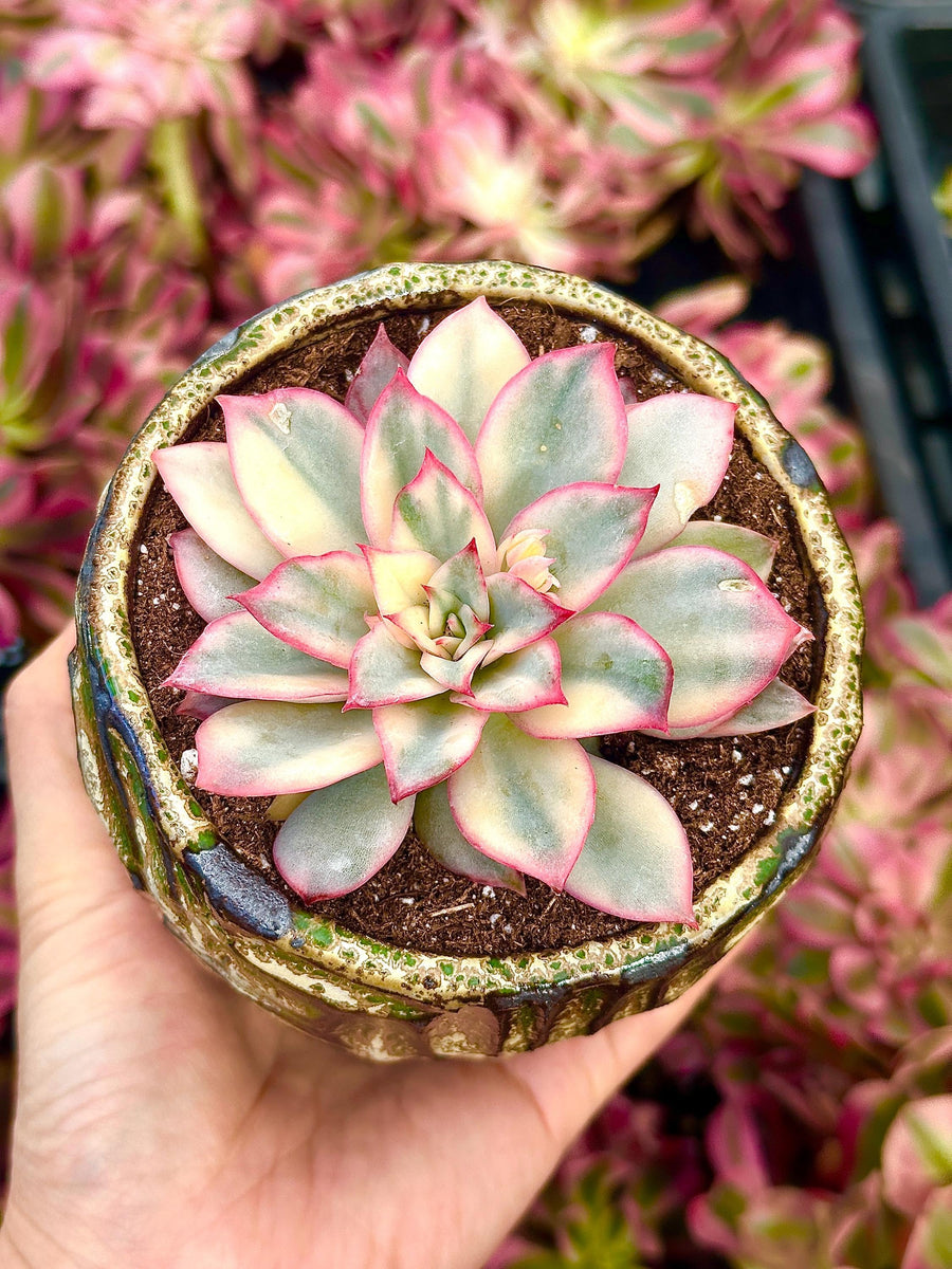 Rare Succulents - Echeveria Variegated Esther