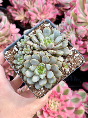 Rare Succulents - Graptoveria Ametum Cluster