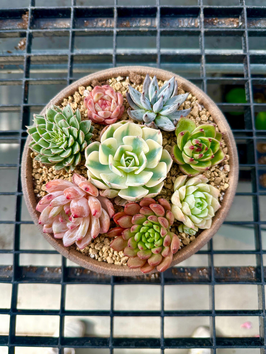 a small potted plant on a metal grate