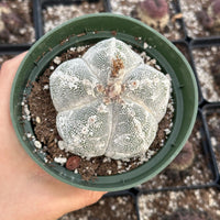 Rare Cactus - Astrophytum Onzuka (2.5”-3”)