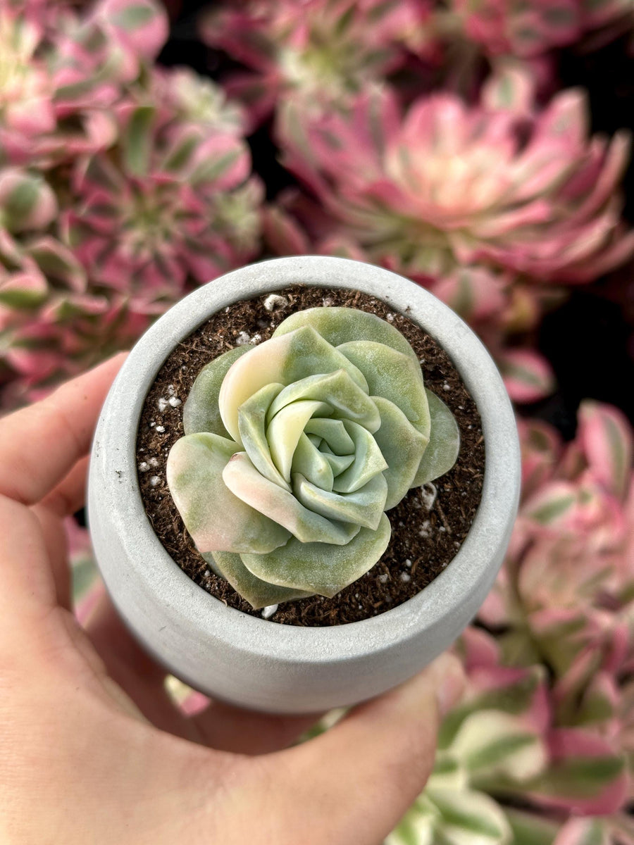 Rare Succulents - Echeveria Lovely Rose Variegata