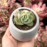 Rare Succulents - Echeveria Lovely Rose Variegata