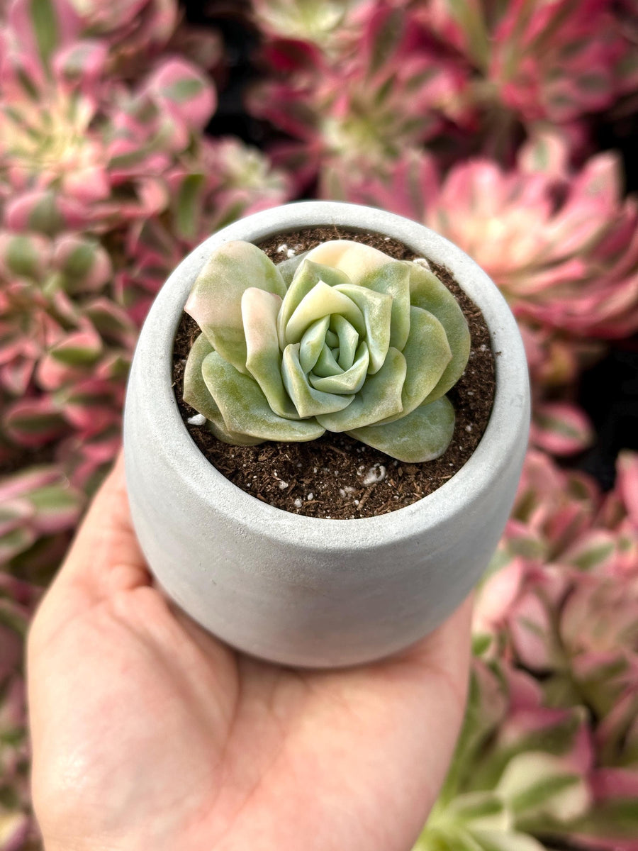 Rare Succulents - Echeveria Lovely Rose Variegata