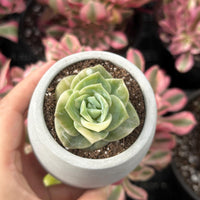 Rare Succulents - Echeveria Lovely Rose Variegata