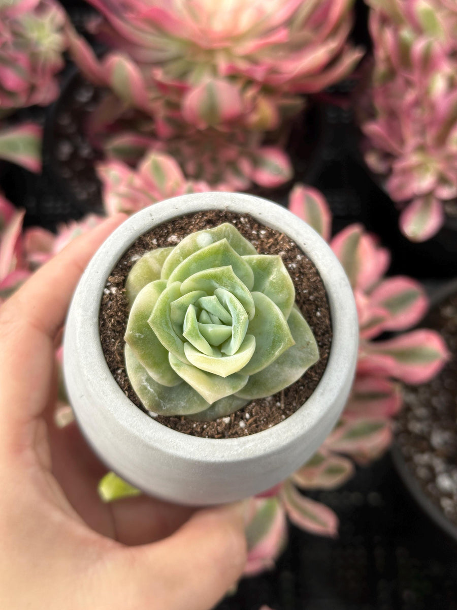 Rare Succulents - Echeveria Lovely Rose Variegata