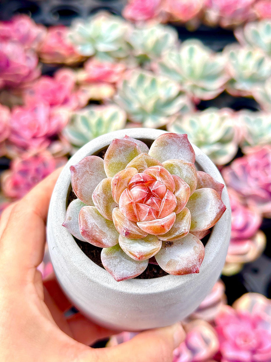 Rare Succulents - Echeveria Amber (1.5”-2”)