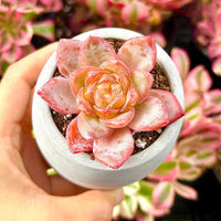 Rare Succulents - Echeveria Amber (1.5”-2”)