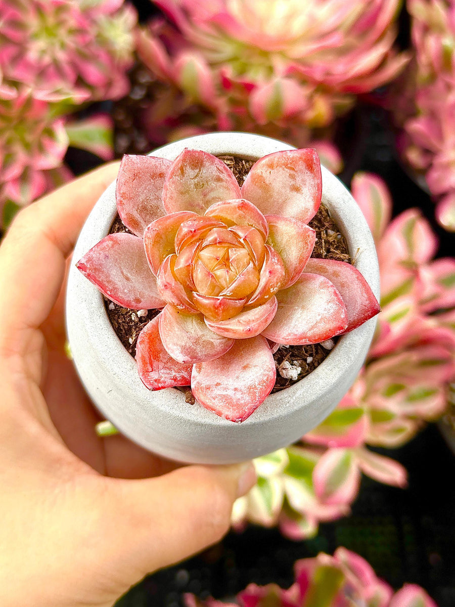 Rare Succulents - Echeveria Amber (1.5”-2”)