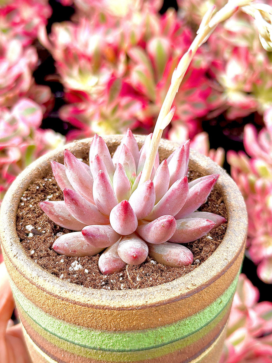 Rare Succulents - Echeveria Goldfish Hime